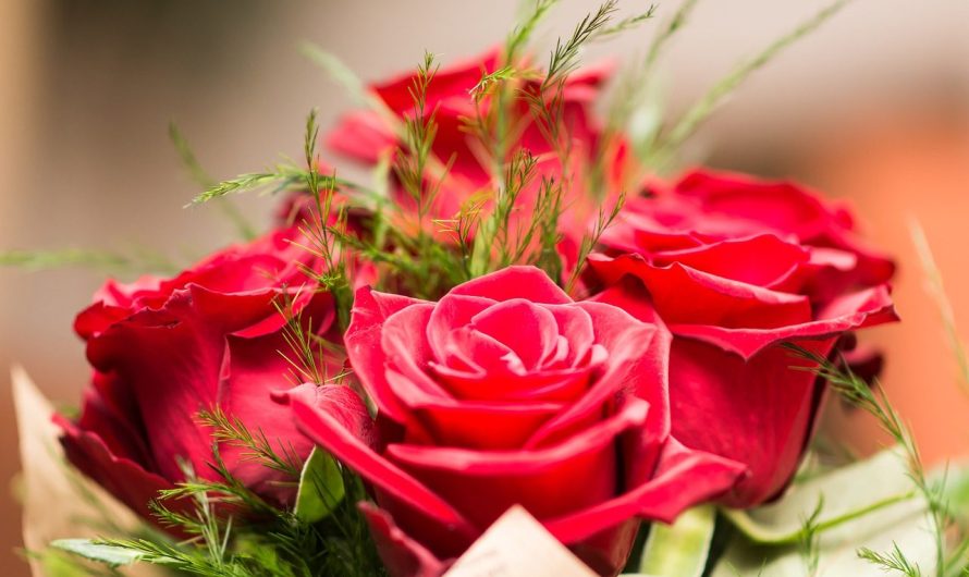 Saint valentin : quel cadeau offrir à votre petite amie pour l’impressionner ?